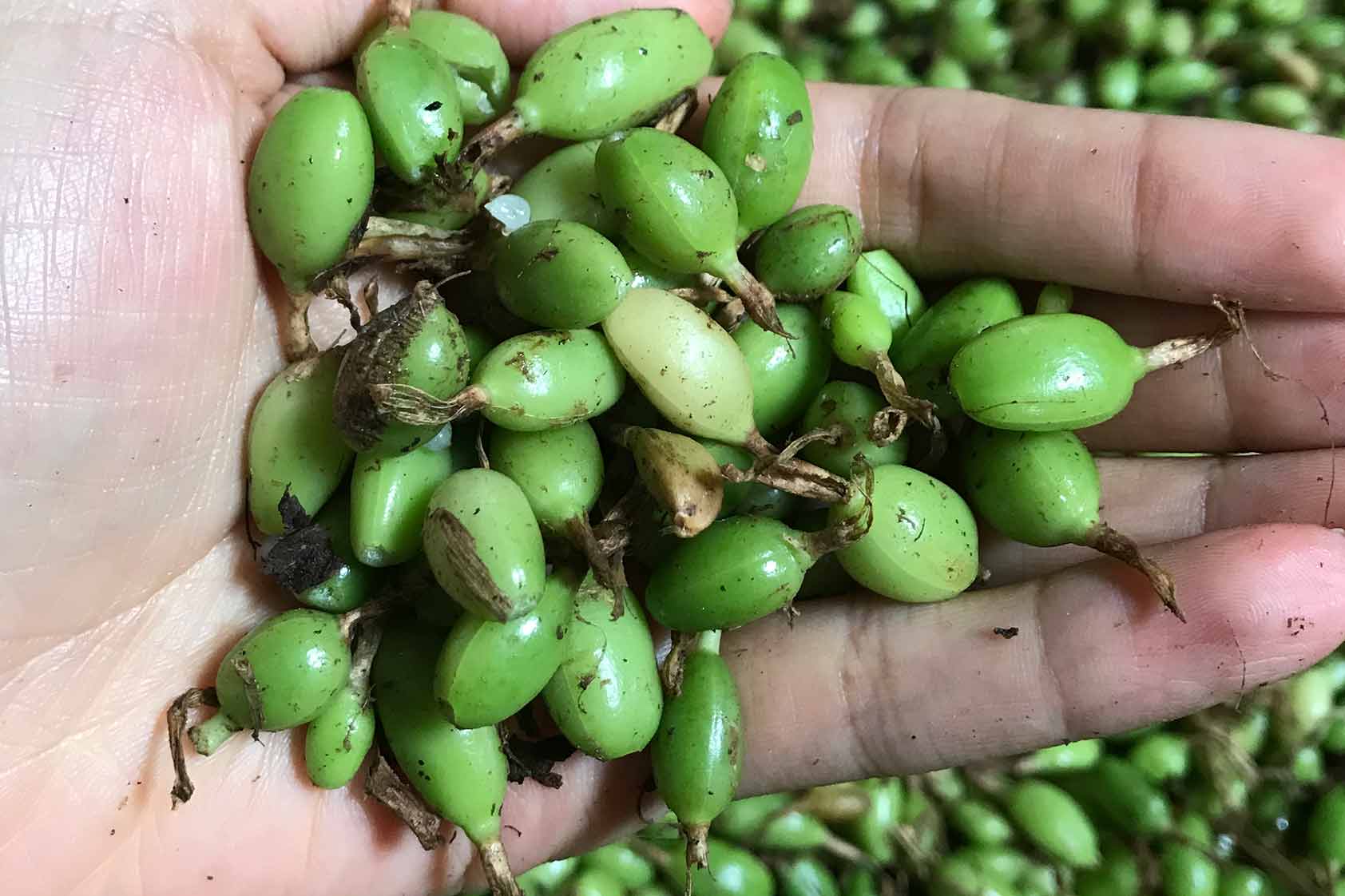 Cardamomo