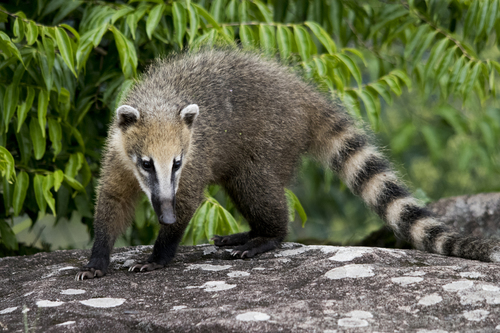 Coatí