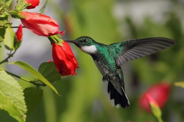 Colibrí