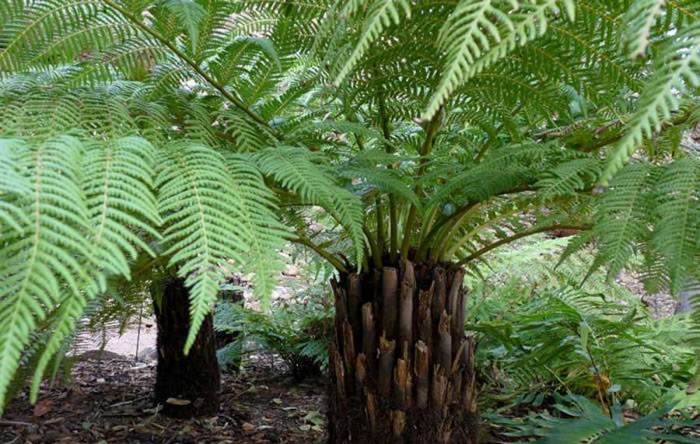 Helecho Arborescente