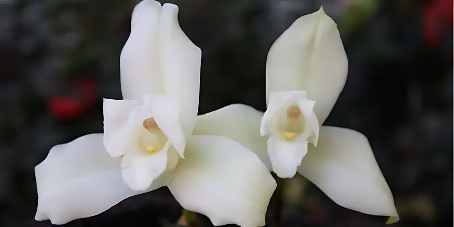 Orquídea Monja Blanca