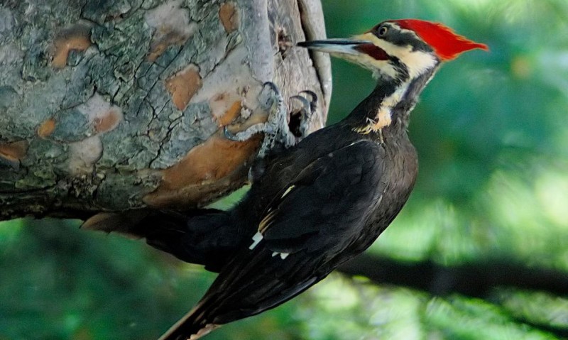 Pájaro Carpintero