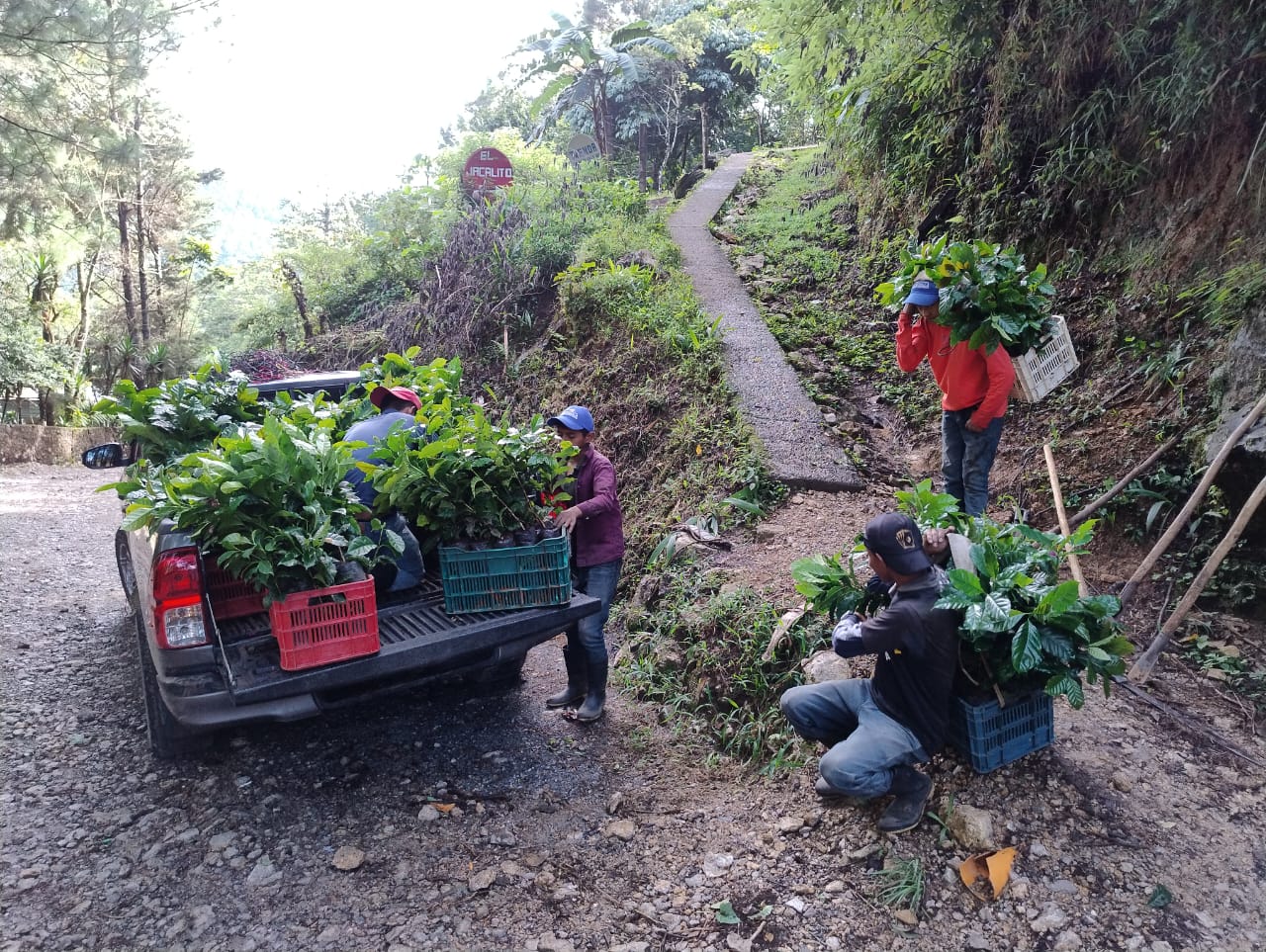 Comunidad cafetalera guatemalteca