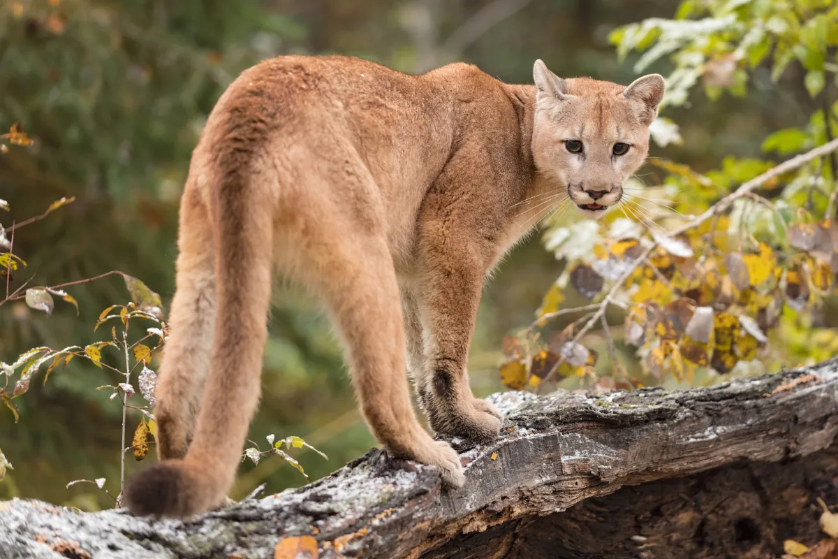 Puma