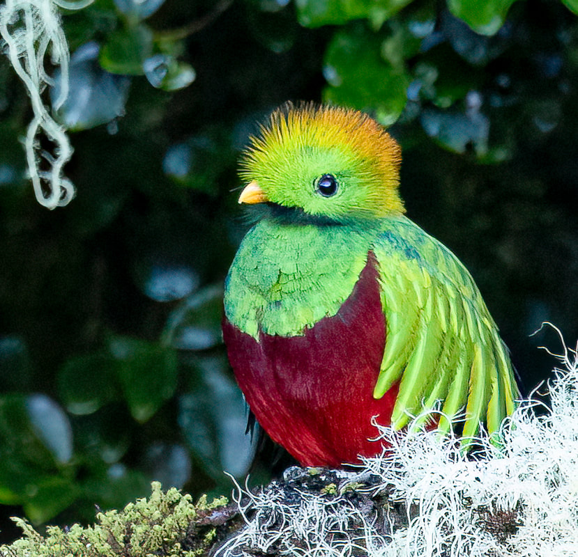 Quetzal